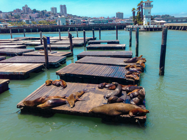 Sea Lions at Pier 39 - San Francisco, California, USA