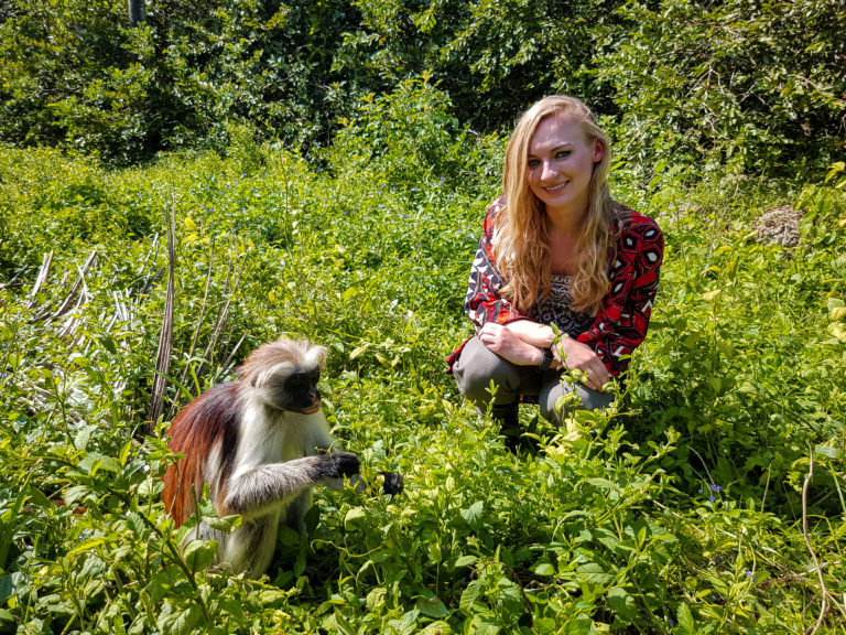 Red colobus monkey in Jozani Forest - Zanzibar - Africa