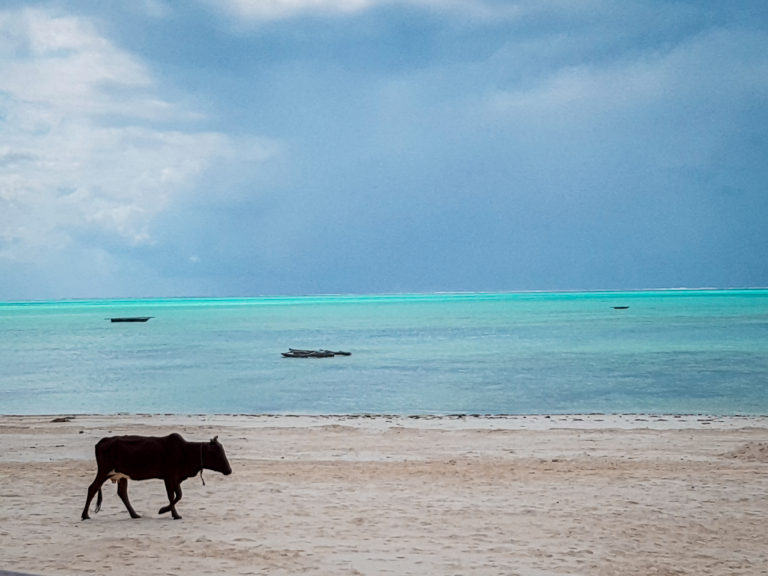 Cow walking on the beach at Jambiani, Zanzibar.