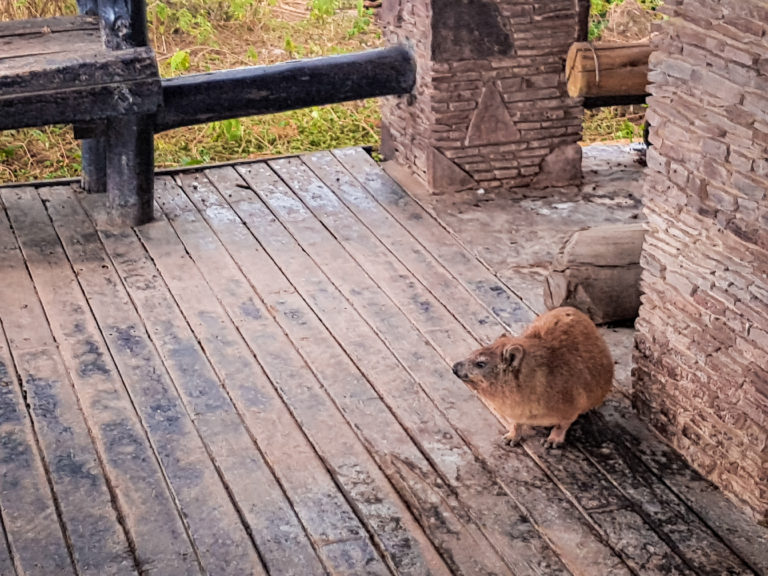 Marmot hiding from the rain at Serengeti National Park - Tanzania - Africa