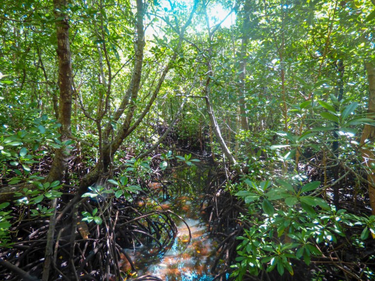 Mangrove trees in Jozani forest - Zanzibar - Africa