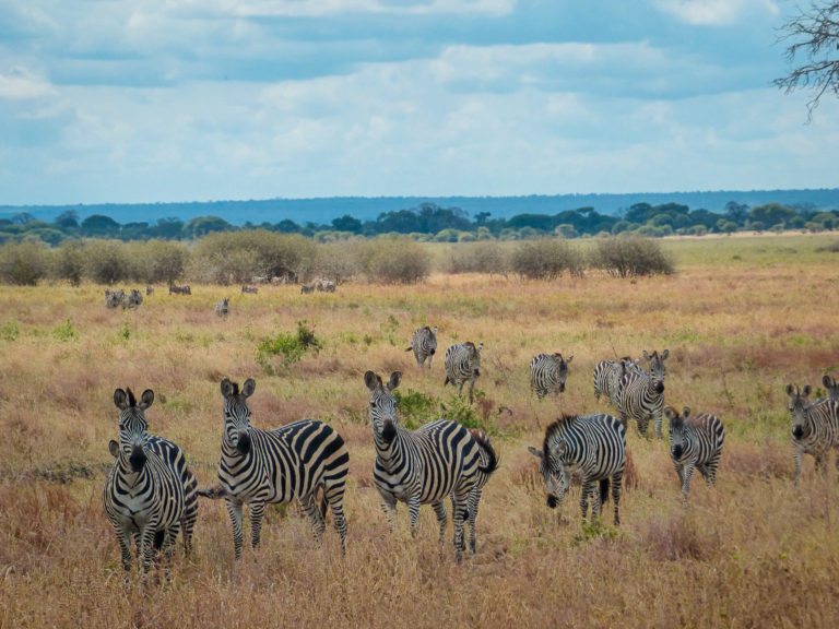 Zebras in Tarangire National Park, Tanzania (Africa)