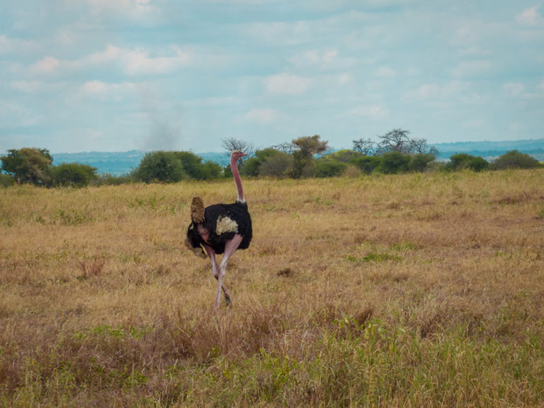 Ostrich running at Tarangire National Park - Tanzania - Africa