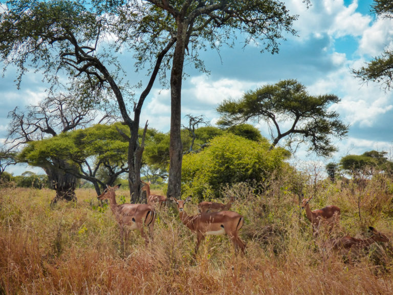 Gazelles hiding at Tarangire National Park, Tanzania (Africa)