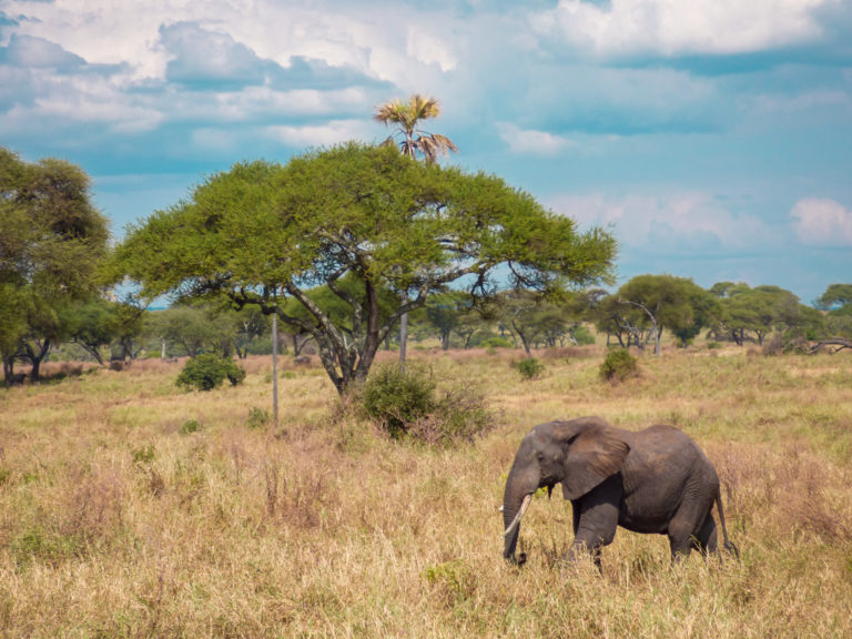 Elephant walking in Tarangire National Park, Tanzania (Africa)