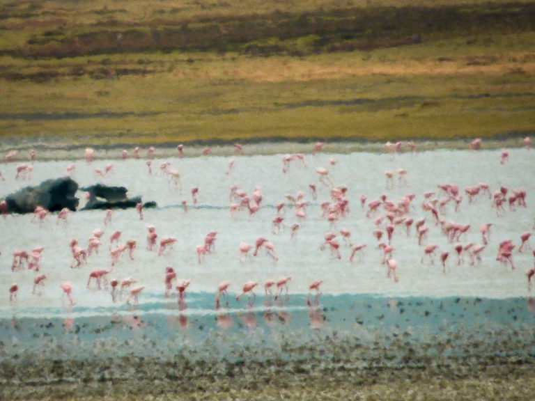 Flamingos bathing at Ngorongoro Conservation Area - Tanzania - Africa