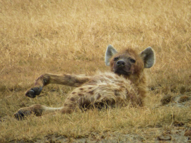 Hyena at Ngorongoro Conservation Area - Tanzania - Africa