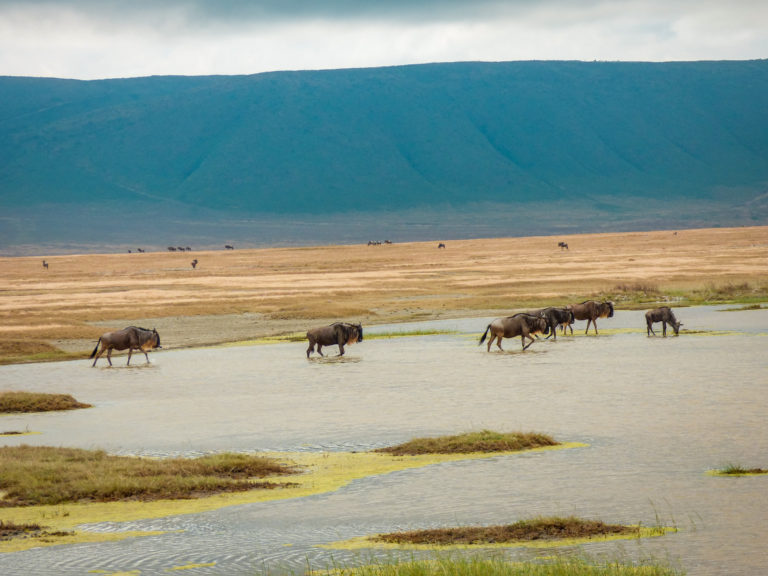 Wildebeest at lake in Ngorongoro Conservation Area - Tanzania - Africa