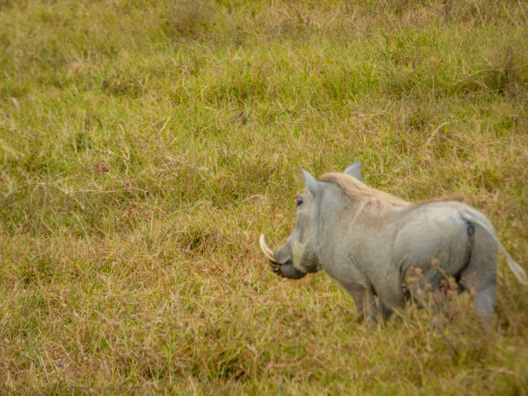 Pumba at Ngorongoro Conservation Area - Tanzania - Africa
