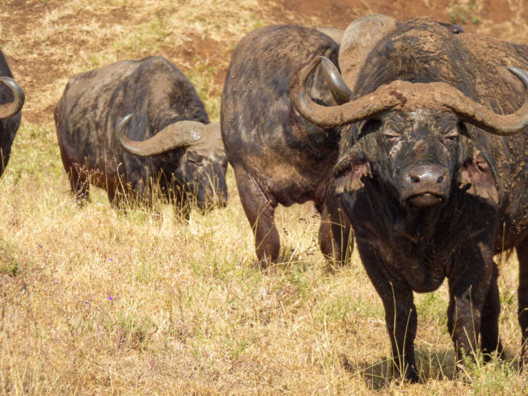 Buffalos at Ngorongoro Conservation Area - Tanzania - Africa