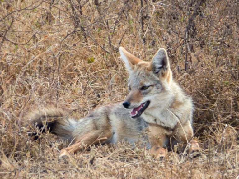 Jackal at Ngorongoro Conservation Area - Tanzania - Africa