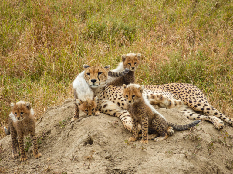 Cheetah with cubs at Serengeti National Park - Tanzania - Africa