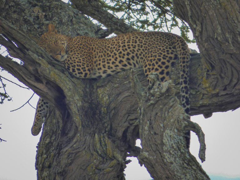 Leopard sleeping in a tree at Serengeti National Park - Tanzania - Africa