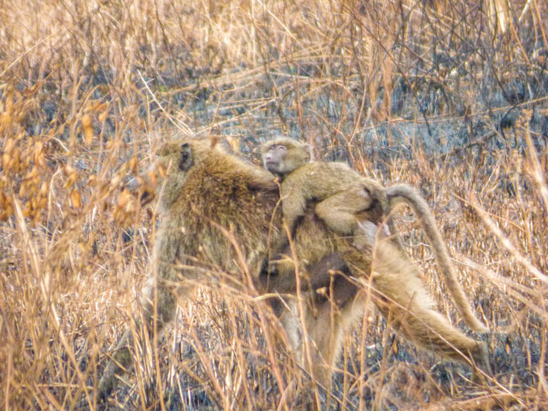 Monkey with baby at Serengeti National Park - Tanzania - Africa