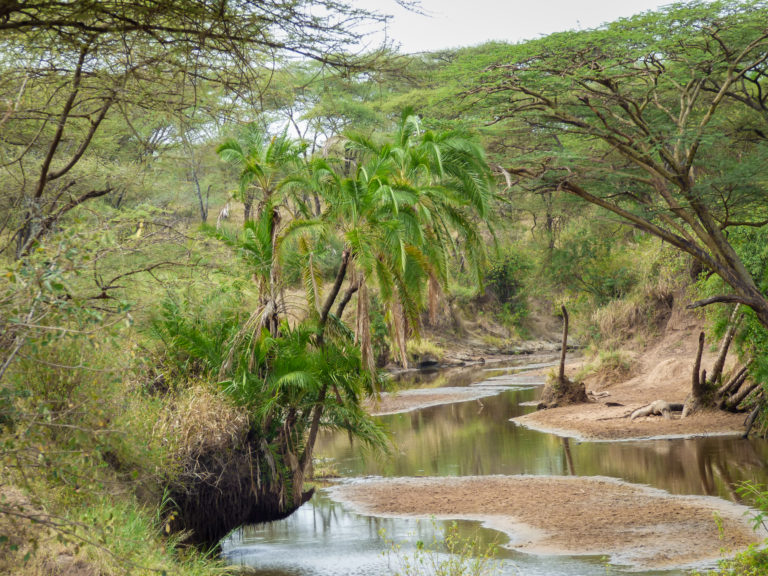 Crocodiles hiding at Serengeti National Park - Tanzania - Africa