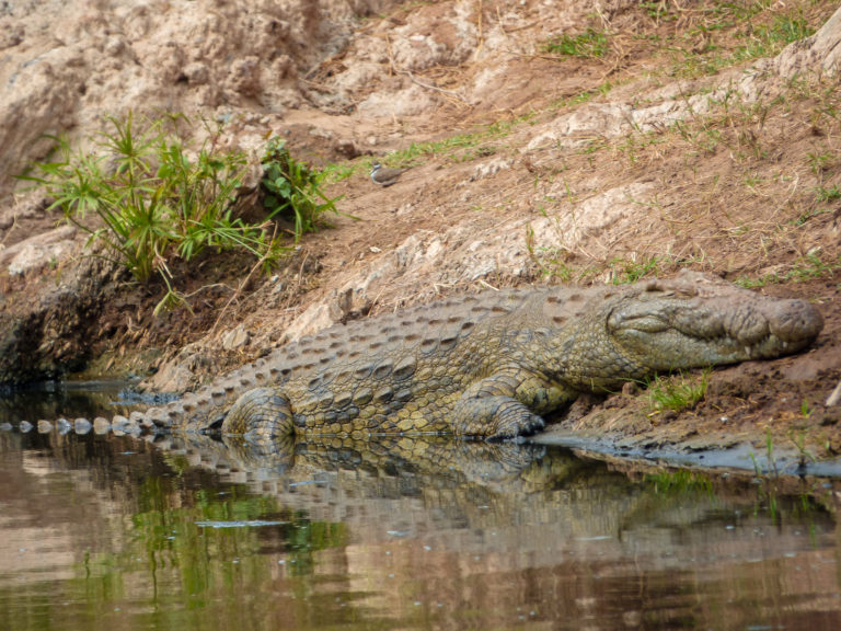 Crocodile at Serengeti National Park - Tanzania - Africa