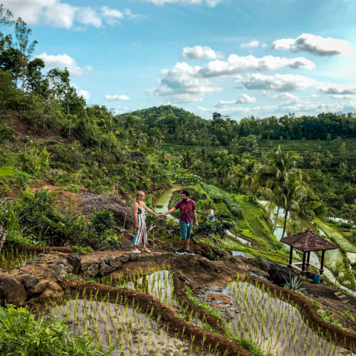 Rice terraces in Kedung Kandang Yogyakarta