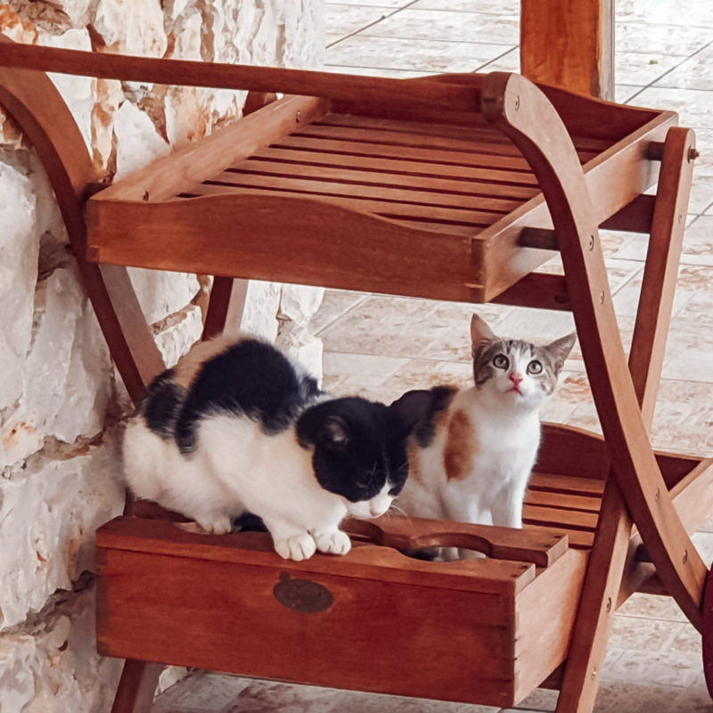 Cats at private terrace of ground floor apartment at Armyra Villas in Zakynthos, Greece