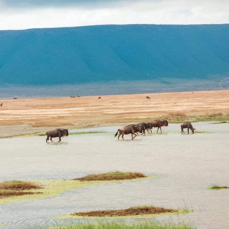 Wildebeest in the Ngorongoro Crater in Tanzania