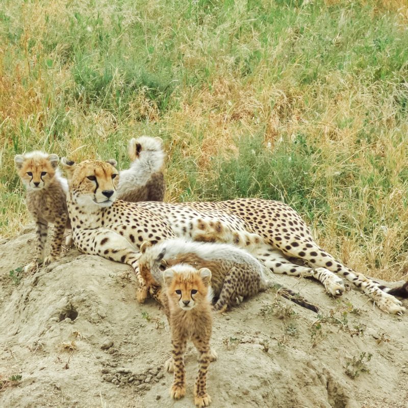 Cheetah with cubs in Serengeti, Africa