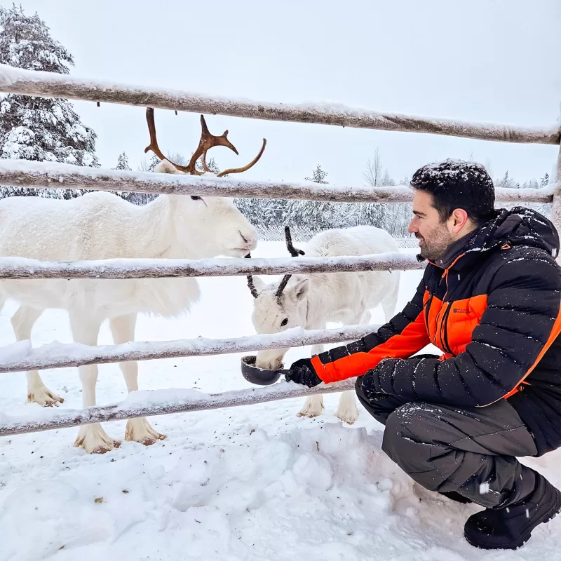 Things to do for couples in Finnish Lapland in winter - Feeding the Reindeers at a Reindeer Farm