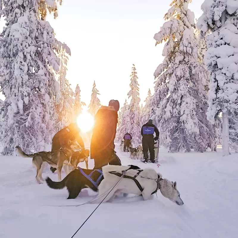 What to expect from Husky Sledding in Finnish Lapland as a couple - the moment our Huskies left the Group behind