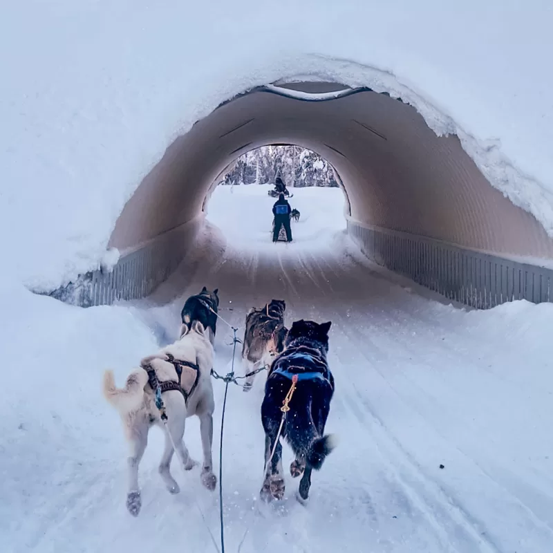 What to expect from Husky Sledding in Finnish Lapland as a couple - Going through a snowy tunnel with the Husky Sled