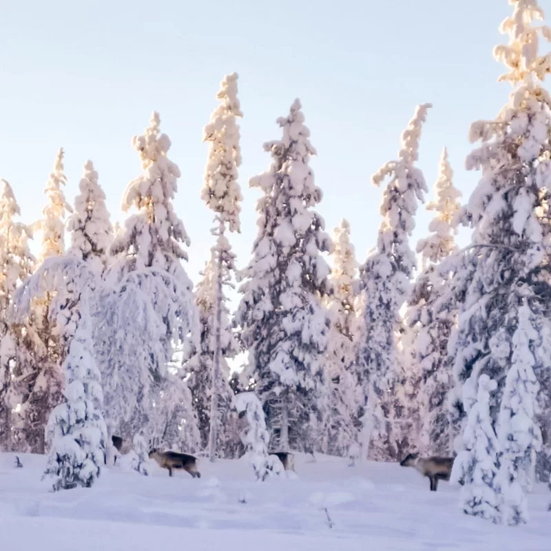 What to expect from Husky Sledding in Finnish Lapland as a couple - Encountering wild reindeer during the Husky Sledding safari in Finnish Lapland