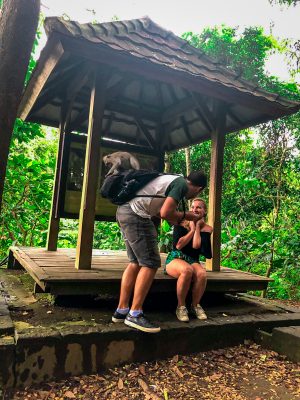 Monkey trying to open the zipper of a backpack at Monkey Forest Ubud Bali