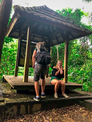 Monkey trying to open the zipper of a backpack in Monkey Forest Ubud Bali