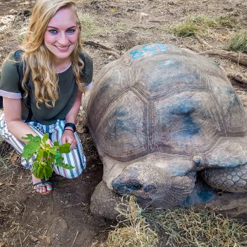 Feeding an Aldabra giant tortoise in Prison Island - Zanzibar - Africa